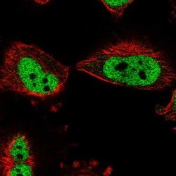 BOD1L Antibody, Novus Biologicals:Antibodies:Primary Antibodies